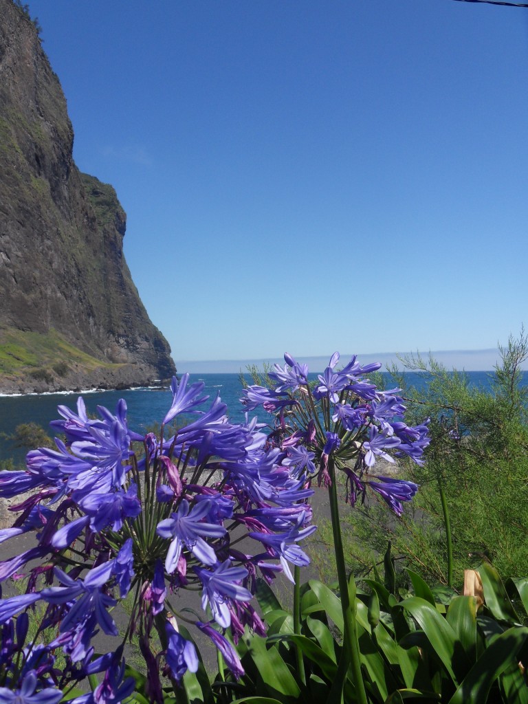 Madeira coastline, wild agapanthus - São Vicente