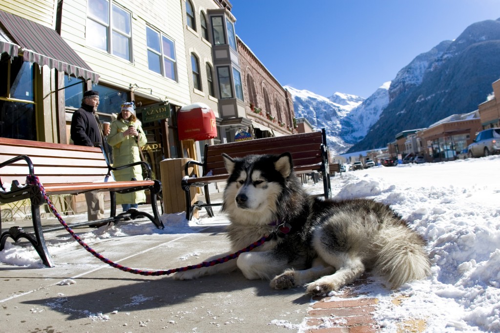 A malamute waits patiently for its owner in downtown Telluride