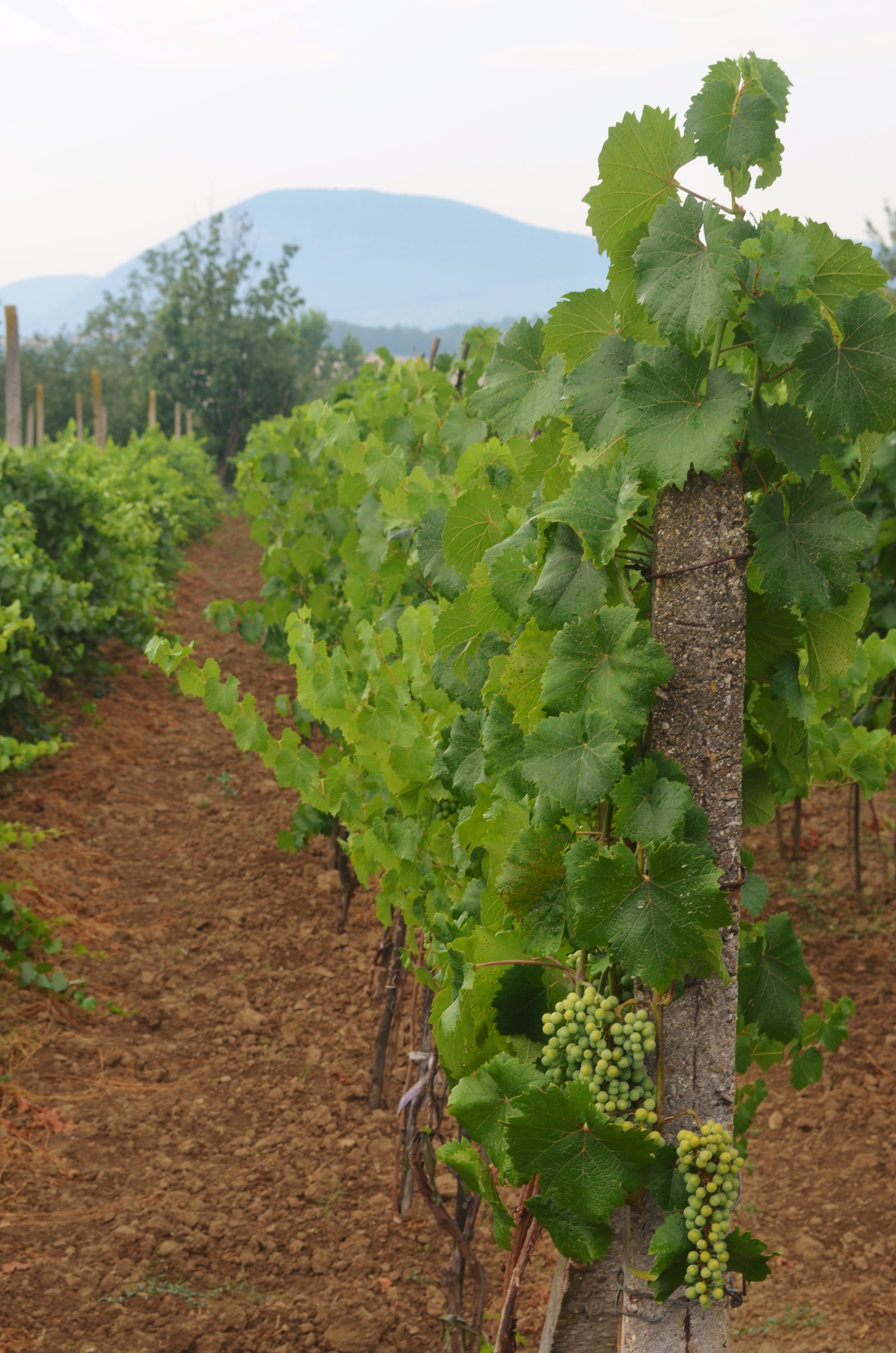 Bulgarian vineyards