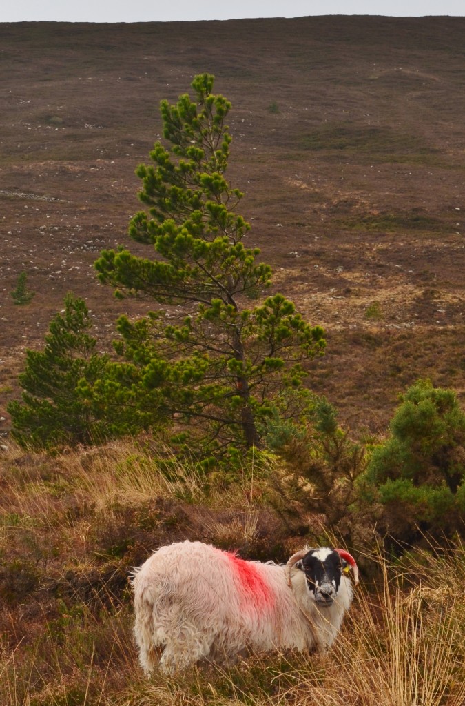 Mountain Sheep Knockmealdowns