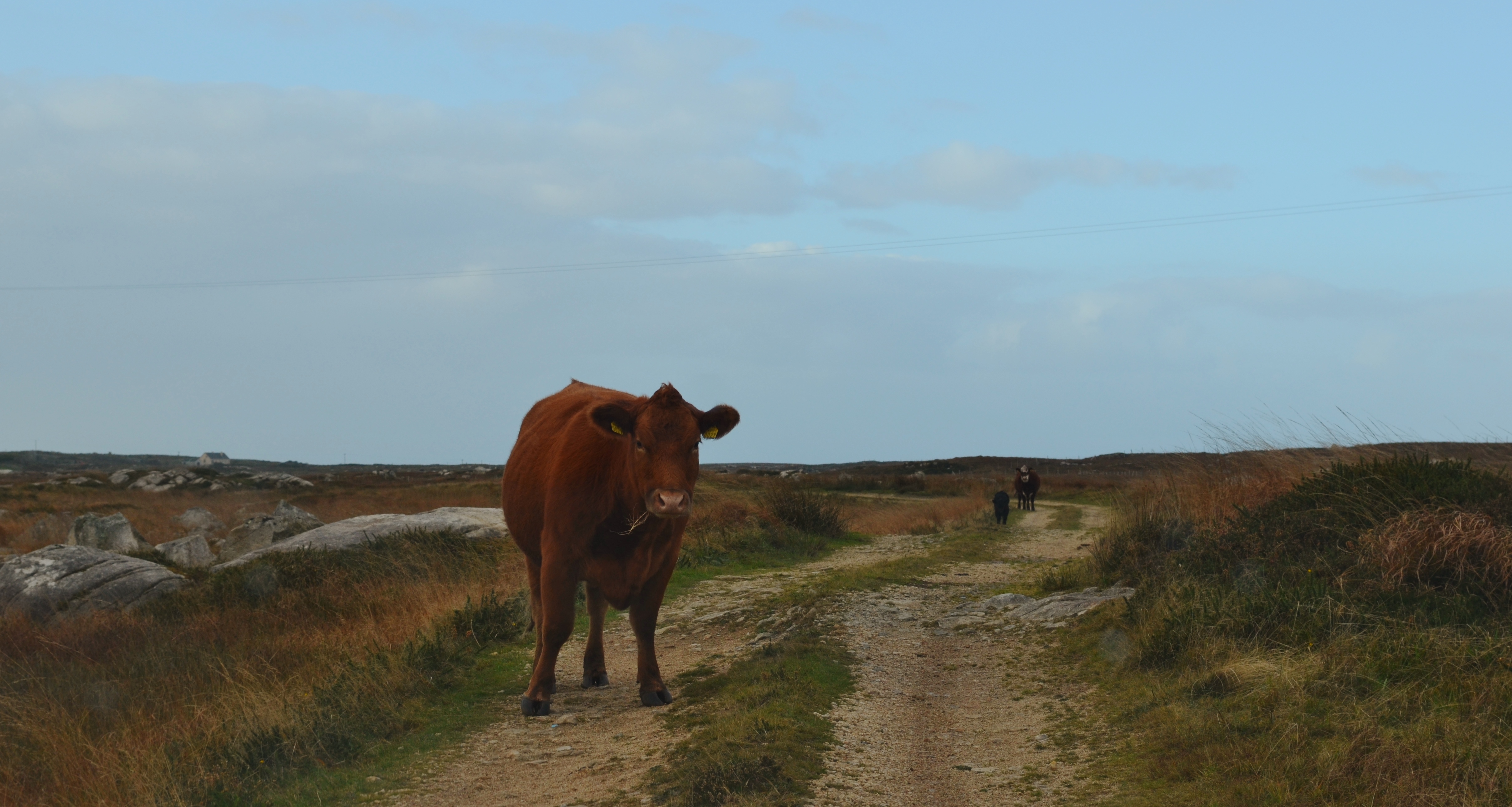 Cattle grazing along a bog road near Carna